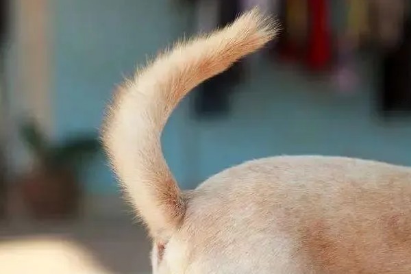 唐扇的烂根的解决方式，需及时切除烂根