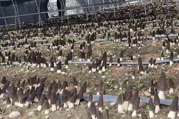 羊肚菌不出菇的原因，可能是菌丝体生长不成熟所致