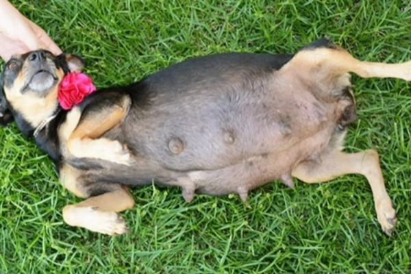 狗狗不理主人的原因，可能是心情不好或怀孕所致