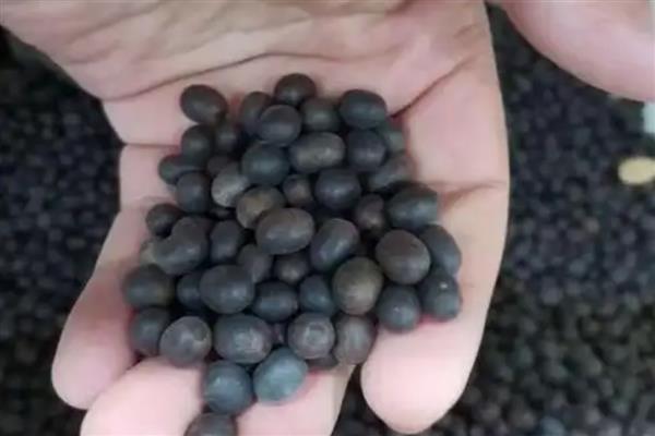 冬天怎么养栀子花，入冬之前进行一次剪枝