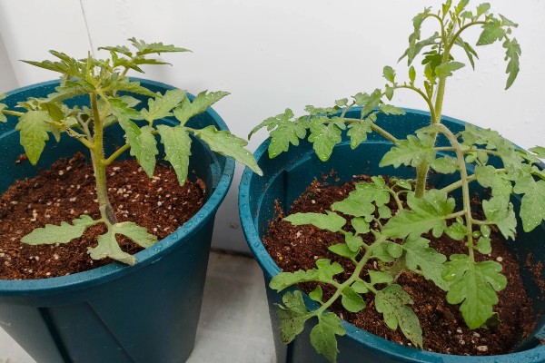 金银花开花后的形态特征，其花瓣外有柔毛和腺毛