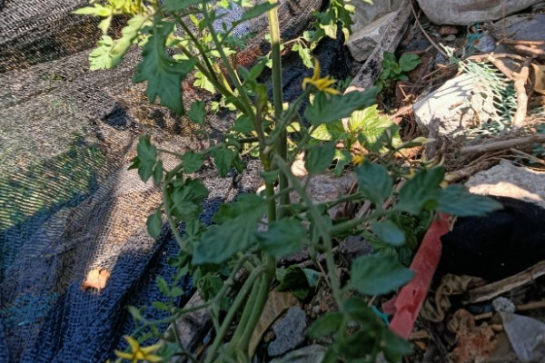 金银花开花后的形态特征，其花瓣外有柔毛和腺毛