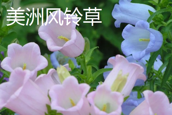 风铃草的品种，主要分为紫斑风铃草、灰毛风铃草等8个种类