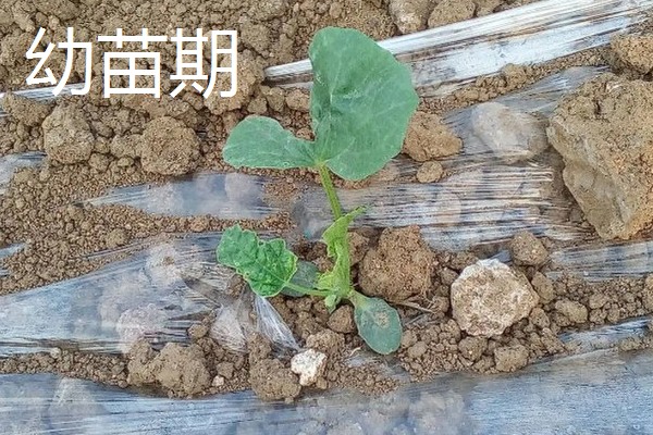 风铃草的品种，主要分为紫斑风铃草、灰毛风铃草等8个种类