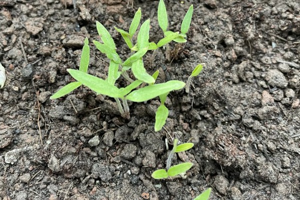 狗狗为什么尿中带血，雌犬发情时可能出现尿血的假象