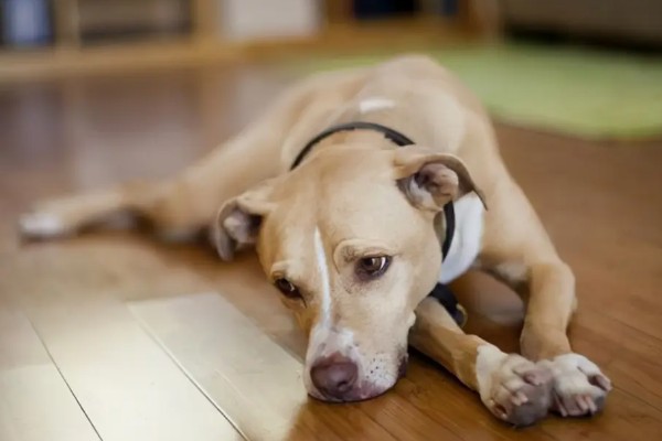 白山蜜一号的亩产量，通常可达到1500-2000公斤