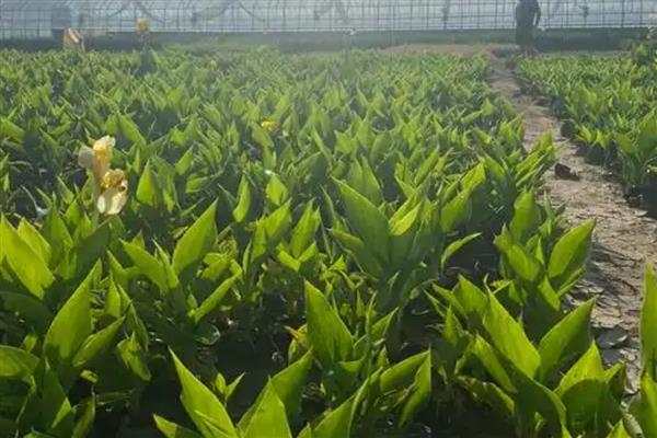 用碘伏给乌龟消毒能不能直接放水里，正确方法是用棉签蘸取后再涂抹