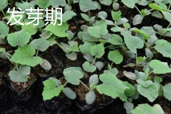 白山蜜一号的亩产量，通常可达到1500-2000公斤