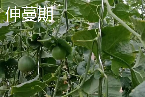 白山蜜一号的亩产量，通常可达到1500-2000公斤