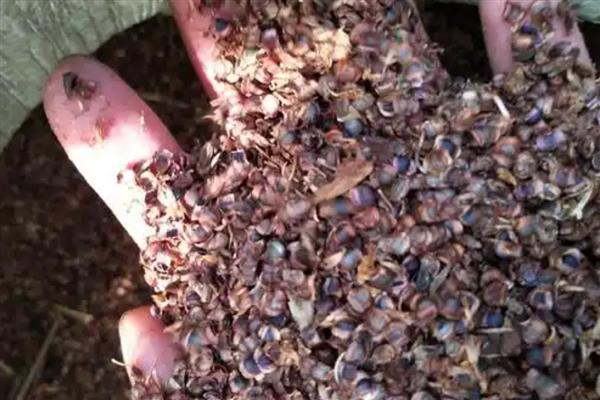 吸财树多肉是否耐寒，温度低于5℃时会受冻或死亡