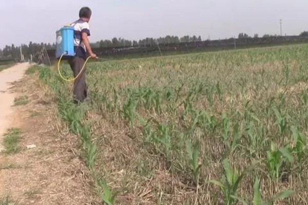 吸财树多肉是否耐寒，温度低于5℃时会受冻或死亡