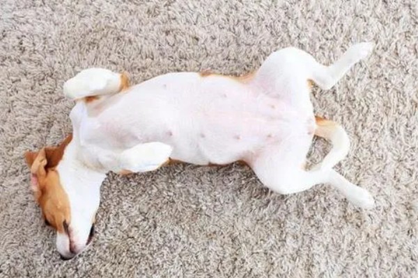 吸财树多肉是否耐寒，温度低于5℃时会受冻或死亡