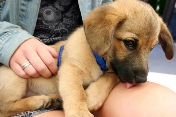 吸财树多肉是否耐寒，温度低于5℃时会受冻或死亡