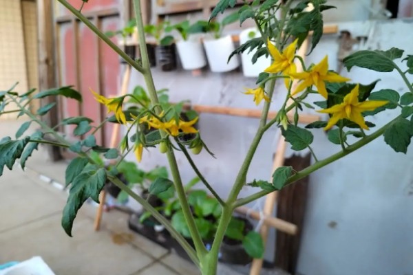 怎么养散沫花，要保证环境温度为15-30℃