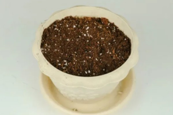 花叶子被冻坏了怎么处理，移置到温度在15℃左右的室内培育