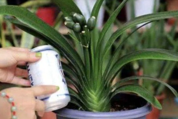 君子兰长出小的侧株如何分离，需在侧株生根后进行分离