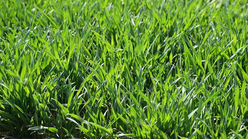 用好十招应对晚播——小麦抗湿晚播技术明白纸