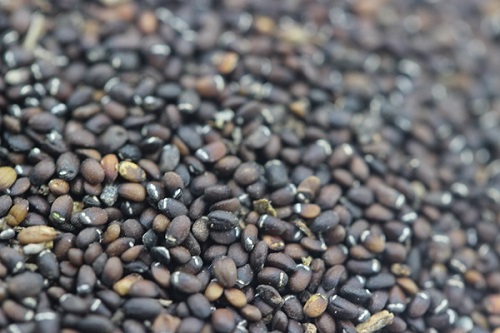 苜蓿草捆的制作与贮藏技术详解