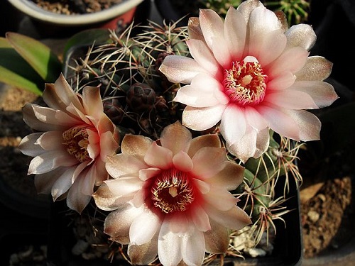 绯花玉怎么养？新手养殖技巧全解析