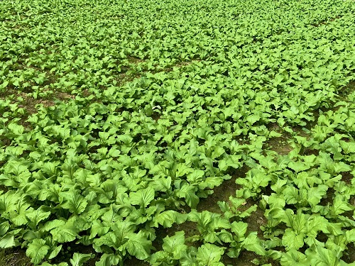 芥菜种子怎么播种？详细步骤与技巧分享