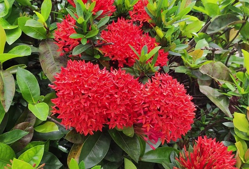 龙船花的种植方法与养护技巧全解析