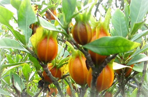 黄栀子建园与高效栽培技术要点