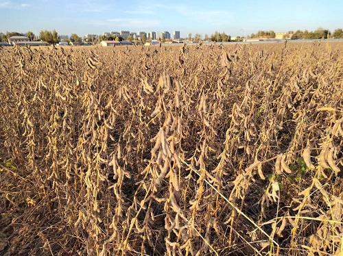 大豆花生收获期应对连阴雨防灾减损技术指导建议