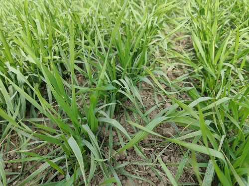 小麦播种后田间管理是关键环节