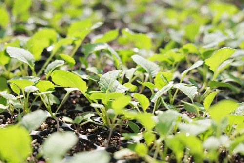 油菜如何科学育苗？实用技巧全解析