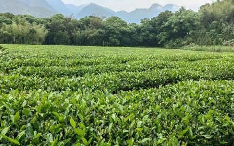 秋播作物科学施肥有讲究