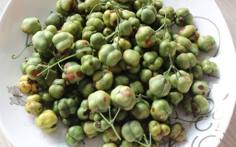 如何提高黄精种子的发芽率与出苗质量?