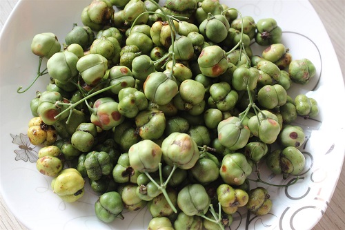 如何提高黄精种子的发芽率与出苗质量？