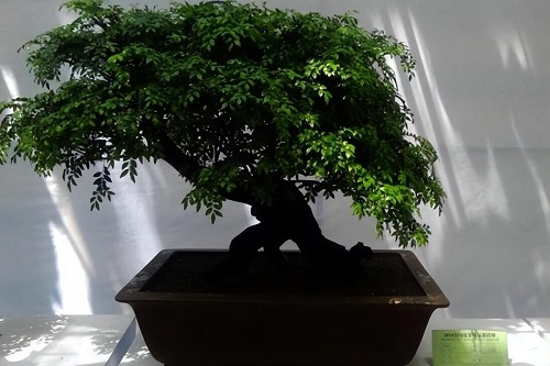 小叶紫檀盆景怎么养？养护技巧全解析