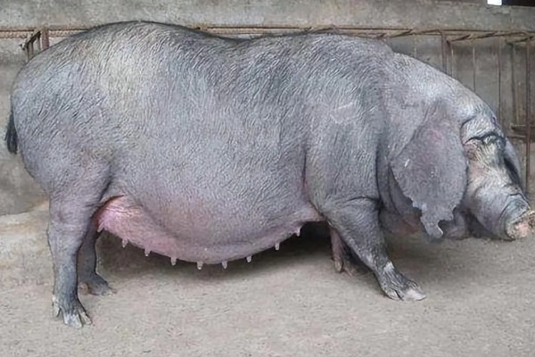 怎么养收到的玫瑰花束，可以在水中加一些保鲜剂