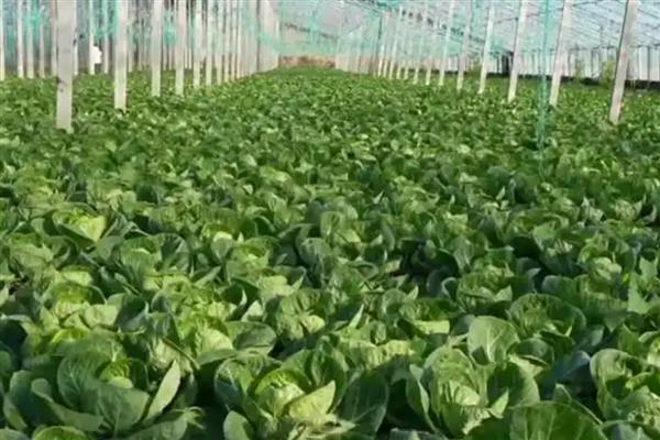 冷棚春甘蓝定植后如何管理，定植缓苗时需要较高的温度