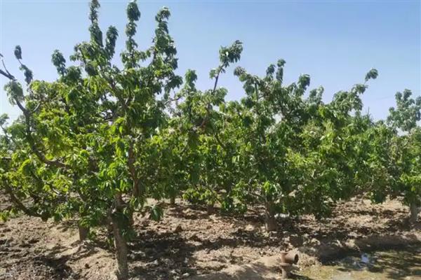 金枝玉叶的爆盆养殖方法，在定植或移栽时切勿马上浇水