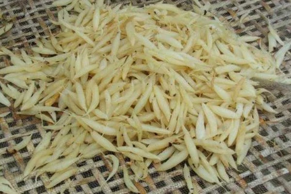 金枝玉叶的爆盆养殖方法，在定植或移栽时切勿马上浇水