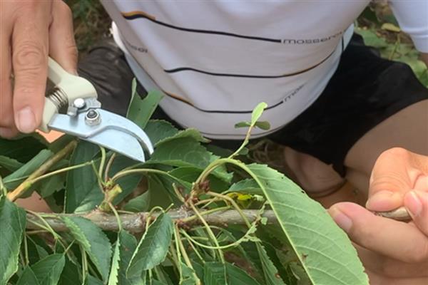 金枝玉叶的爆盆养殖方法，在定植或移栽时切勿马上浇水