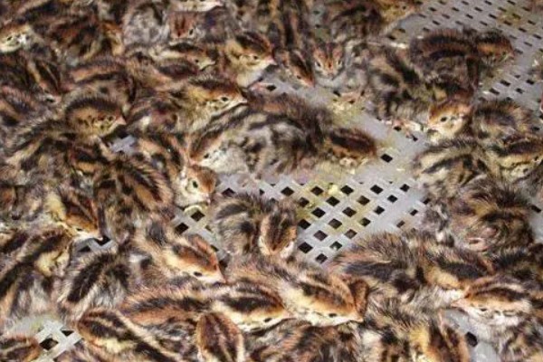 怎么养吊竹梅，将其放在采光较好的地方养护