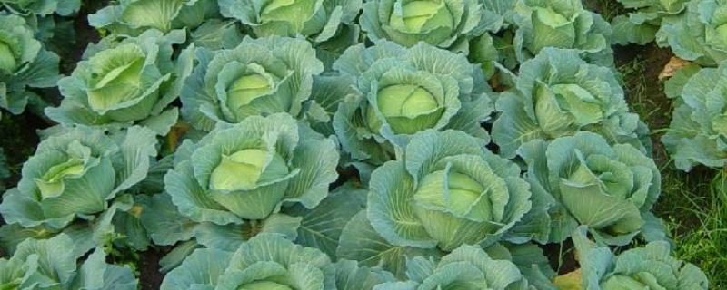 草莓根腐病的发病原因，可能是肥力不足所致