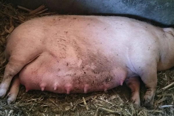 敌百杀虫剂鱼塘的用量，要严格按照说明书用药