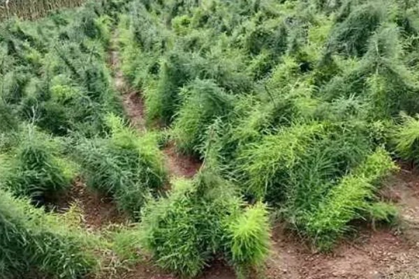 雏鹌鹑的饲养管理方法，每天要定时清理粪便