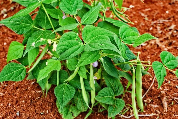 雏鹌鹑的饲养管理方法，每天要定时清理粪便