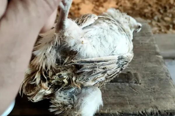 雏鹌鹑的饲养管理方法，每天要定时清理粪便