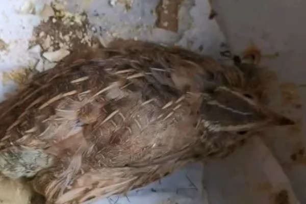 雏鹌鹑的饲养管理方法，每天要定时清理粪便