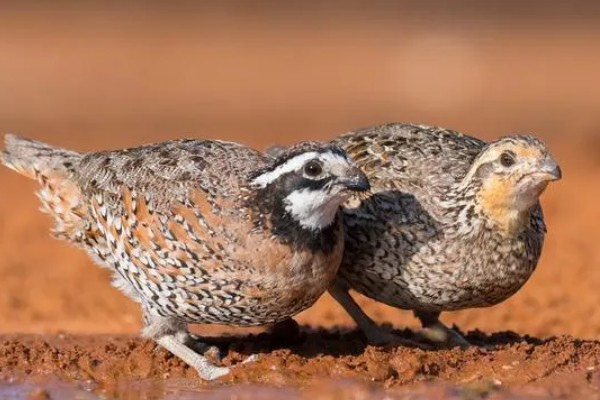 雏鹌鹑的饲养管理方法，每天要定时清理粪便
