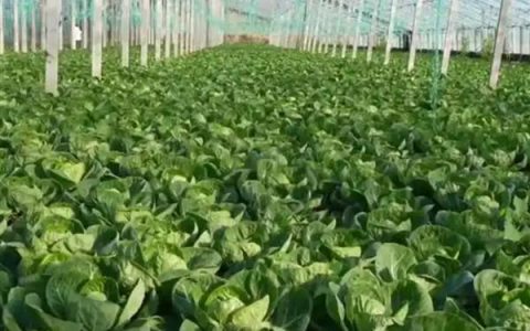 海芋的花语：象征青春活力与单纯爱意的自然之美