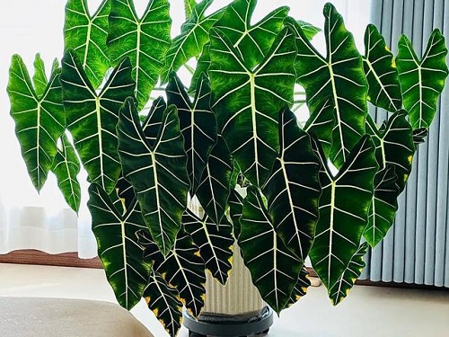 绿天鹅绒海芋的养护技巧与种植方法