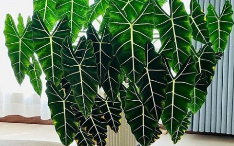 冬蒜什么时候种植最合适？