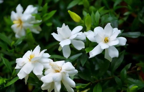 栀子花的扦插方法及注意事项详解